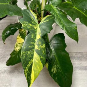 marble pothos plants Pothos 'Marble Queen' | Indoor Plant | Tropical Plant | Potted Plant