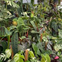 Winterpause