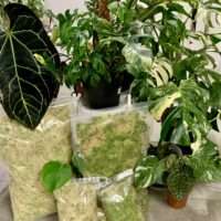 Sphagnum Moos Premium - Living Green