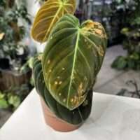 Philodendron melanochrysum pink/orange 3