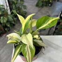 Philodendron cream splash 1