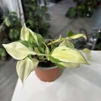 Philodendron cream splash 2