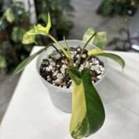 Philodendron florida beauty 1