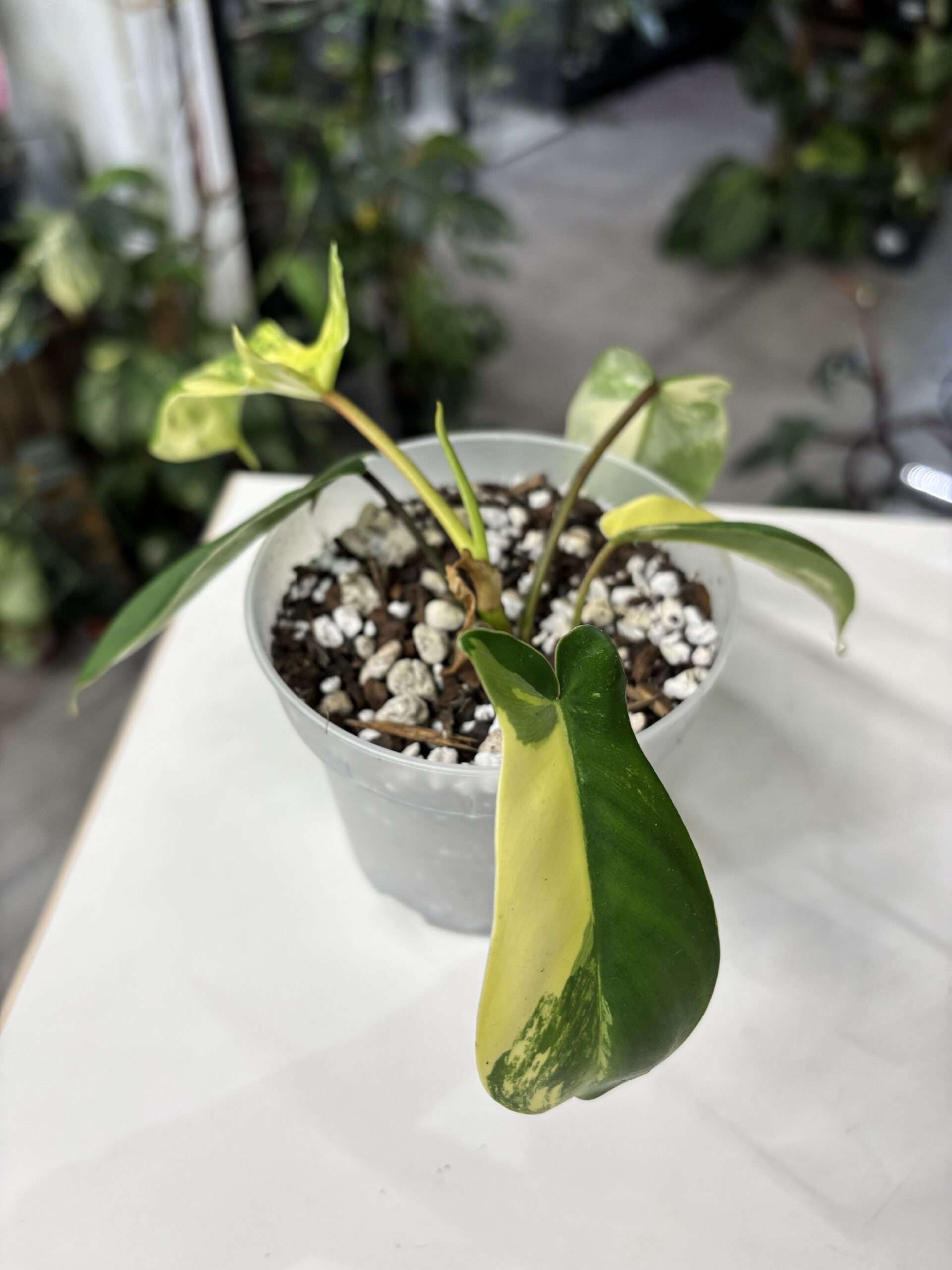 Philodendron florida beauty 1