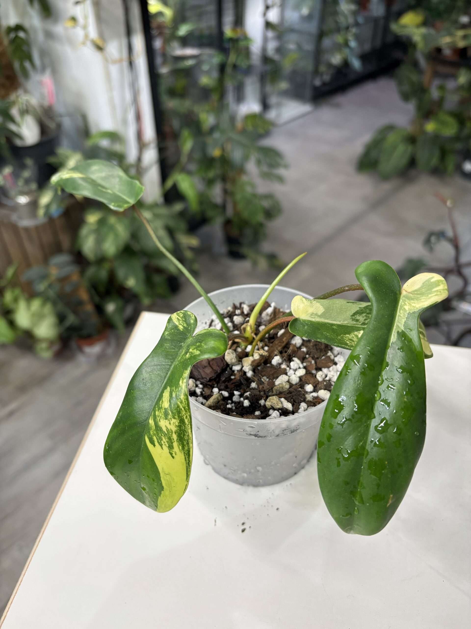 Philodendron florida beauty 2