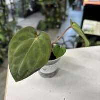 Anthrium Michelle x (Papi Daniel x bess) 1