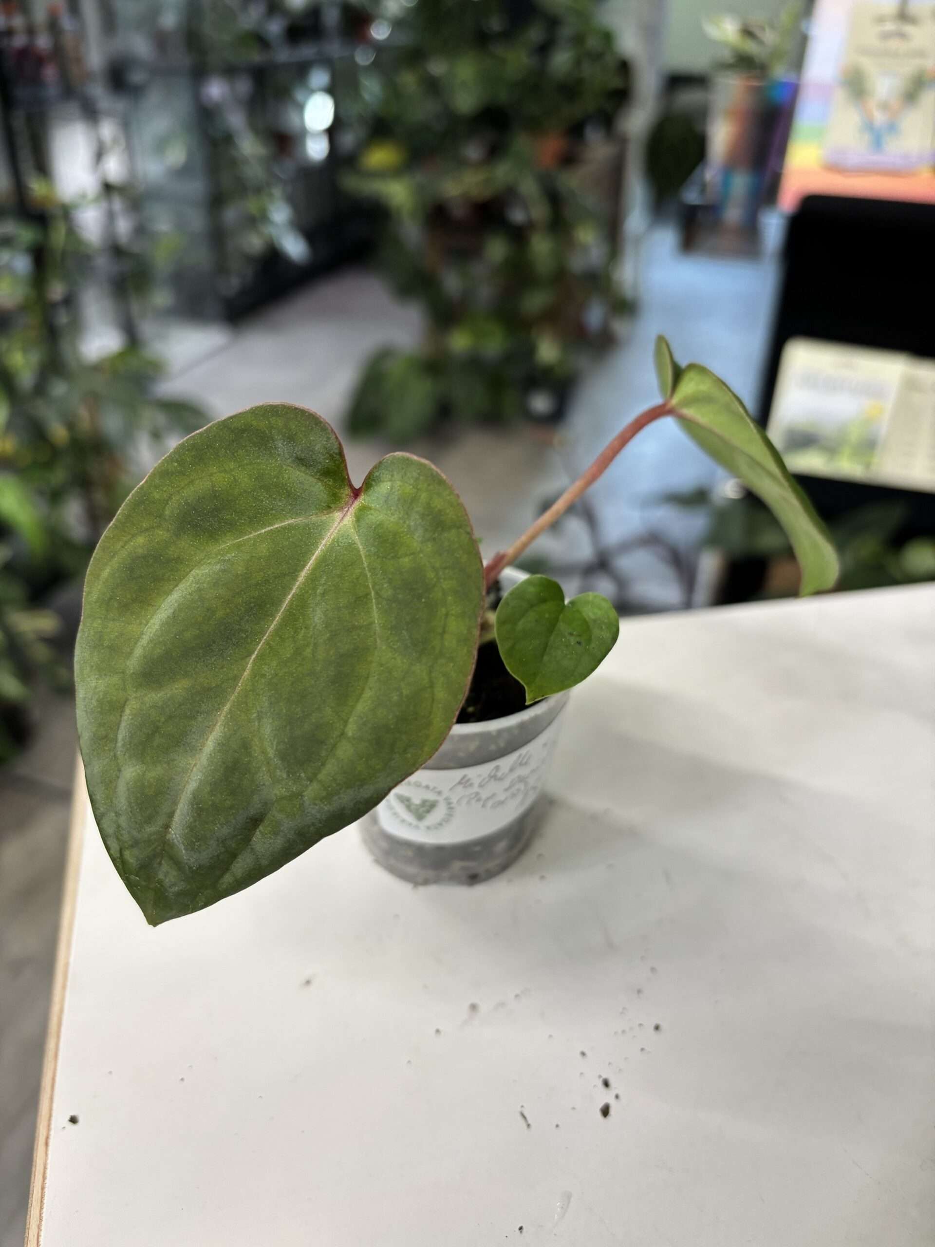 Anthrium Michelle x (Papi Daniel x bess) 1